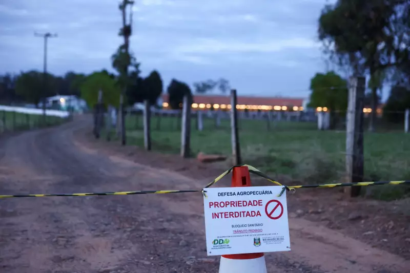 Gripe Aviária: Ministério da Agricultura encerra primeiro foco em granja comercial no Brasil