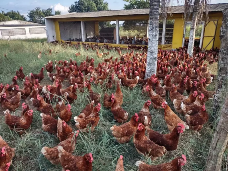 Gripe Aviária no Brasil: Casos Sob Investigação Chegam a 11