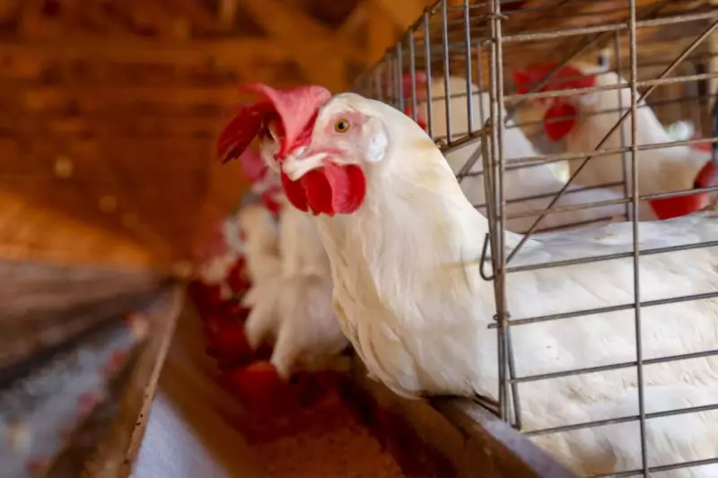 Gripe Aviária no Brasil: China impõe novas restrições ao frango brasileiro e país investiga 13 casos