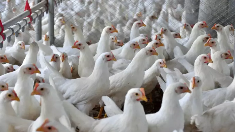Gripe Aviária no Brasil: Ministro da Agricultura garante que foco está controlado