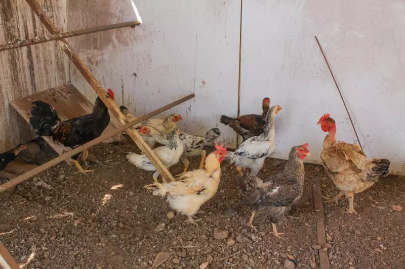 Gripe Aviária no DF: Governo proíbe eventos com aves por 90 dias para conter disseminação