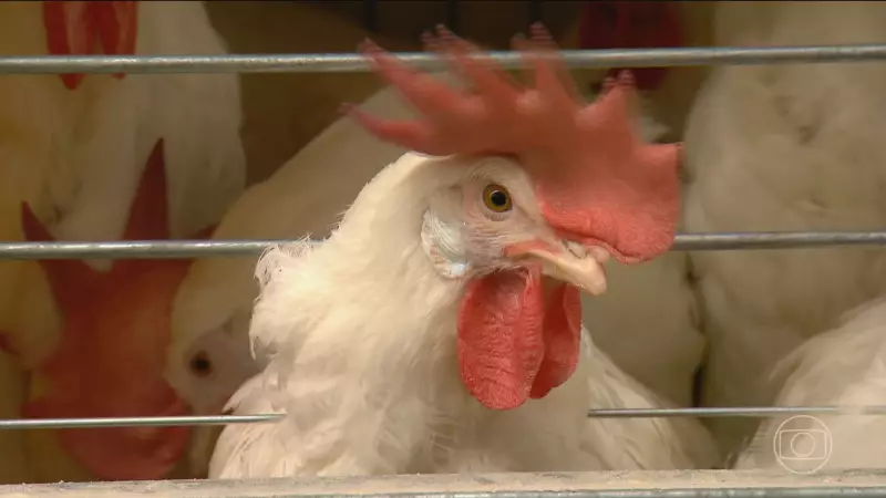 Gripe Aviária no RS: Governo conclui desinfecção em granja com foco do vírus
