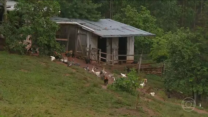 Gripe Aviária no RS: Governo conclui inspeção em propriedades próximas a granja com foco da doença