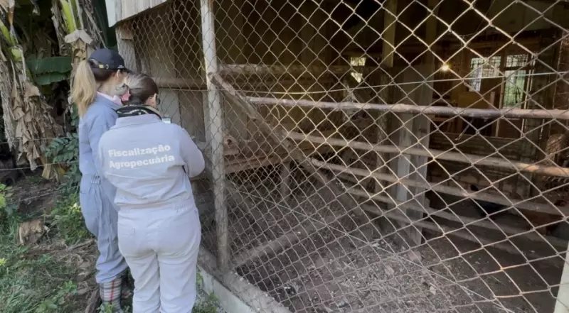 Gripe Aviária no RS: Propriedades em Raio de 10 km Recebem Nova Rodada de Visitas