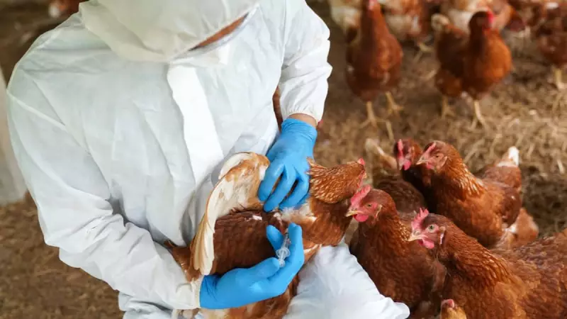 Gripe Aviária: Países suspendem compras de aves brasileiras — veja a lista completa