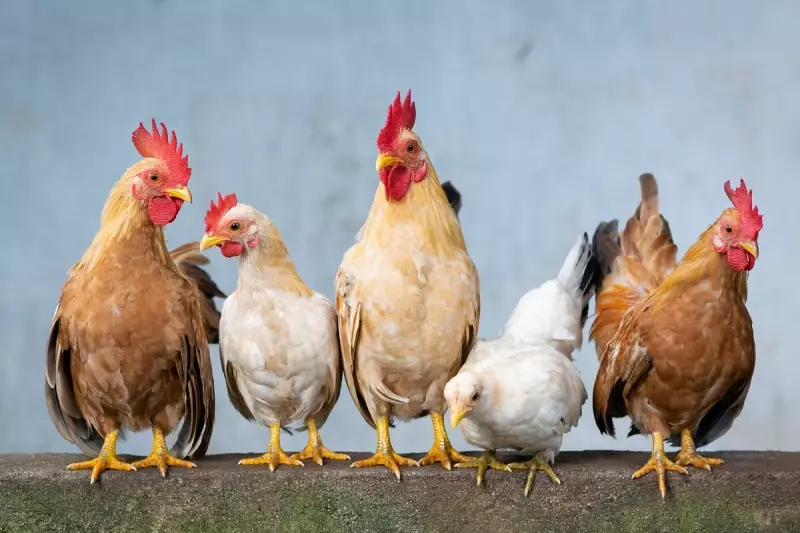 Gripe Aviária: Por que os cientistas estão em alerta e como ela pode se tornar a próxima pandemia