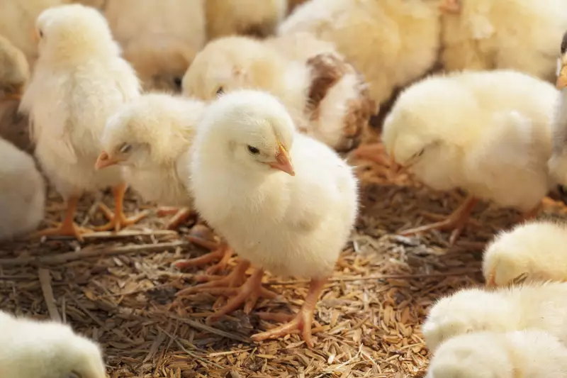 Gripe Aviária: Rússia e outros países reforçam restrições às exportações de frango do Brasil
