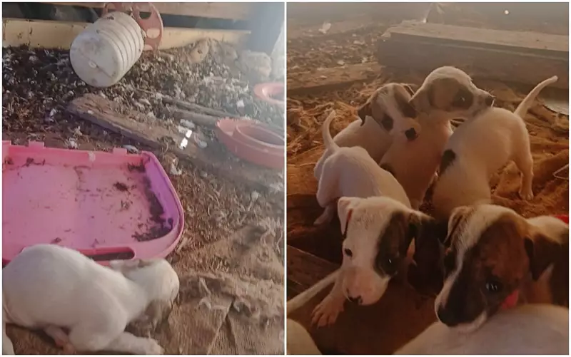 Homem é preso por maus-tratos a animais em fazenda de Machado, MG: caso choca moradores