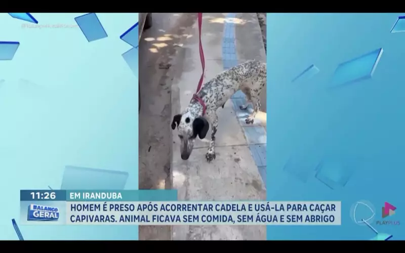 Homem é preso por maus-tratos a cadela no Amazonas: caso choca moradores
