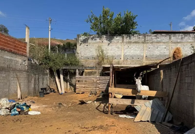 Homem é preso por maus-tratos a cavalos em Ubá: desidratação e condições precárias chocam