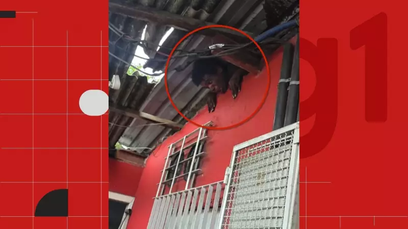 Homem invade bar e fica preso no forro ao tentar fugir no ES; veja o vídeo