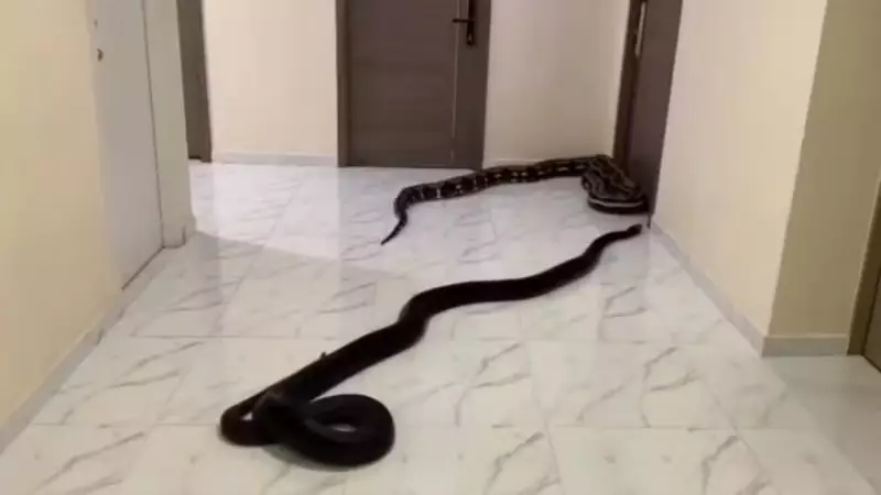 Homem solta cobras em corredor em protesto contra latidos de cachorro do vizinho