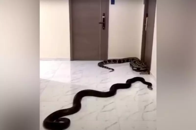 Homem solta cobras em prédio para protestar contra cachorro barulhento do vizinho — veja o vídeo!