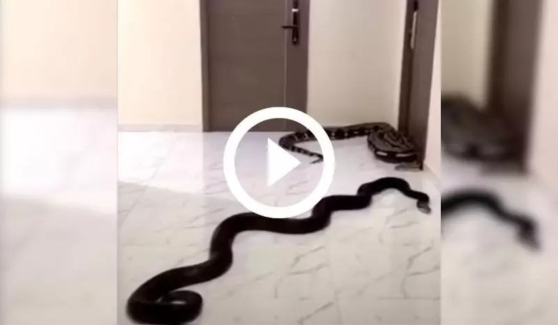 Homem solta cobras na porta do vizinho após se irritar com latidos de cachorro