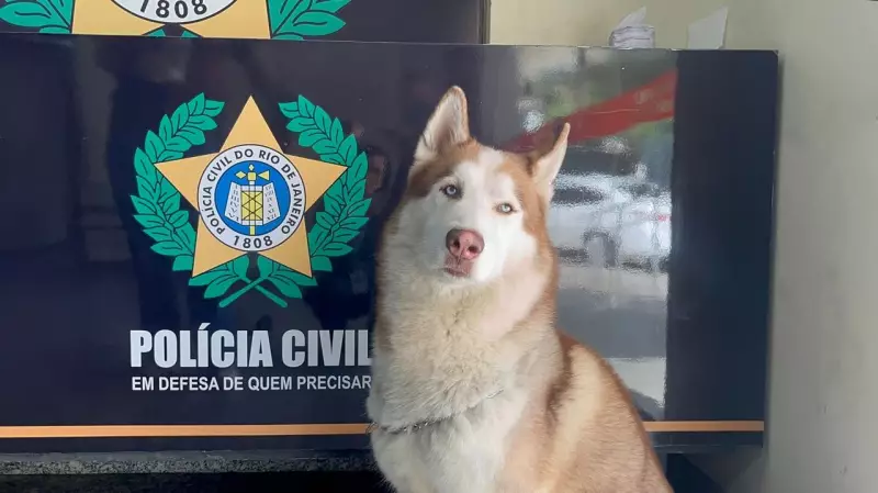 Husky siberiano é resgatado com sinais de maus-tratos em favela do Rio; polícia investiga se animal foi roubado