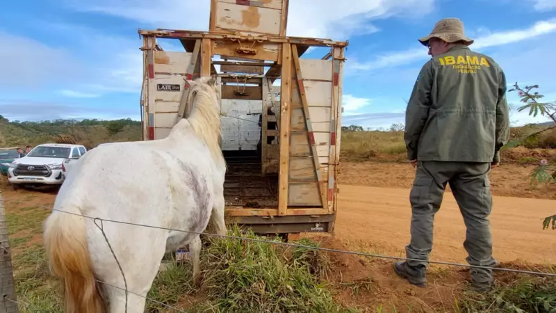 IBAMA apreende 20 animais em área de proteção ambiental em Tapira e multa proprietários em R$ 45 mil