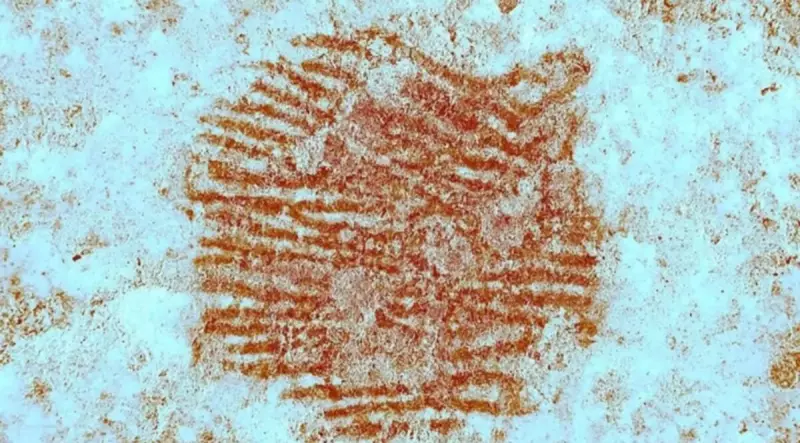 Impressão digital humana de 43 mil anos é descoberta na Espanha: o que revela?