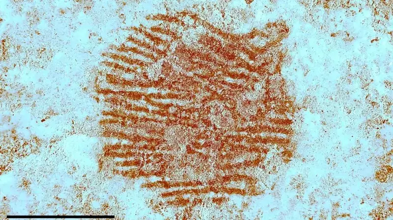 Impressão digital mais antiga do mundo revela segredos dos neandertais