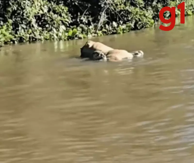 Incrível! Onça-pintada arrasta boi pela correnteza do rio no Pantanal de MT