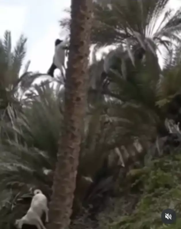 Incrível! Vídeo mostra cabras descendo de árvores na vertical — e é verdade!