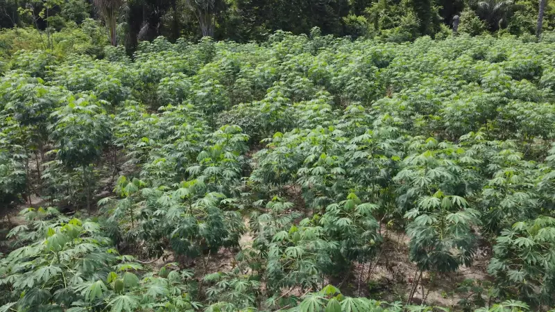 Indígenas de Roraima mantêm viva a tradição da farinha artesanal e expandem mercado até a Guiana
