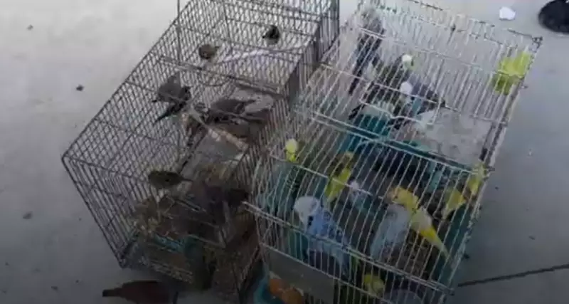 INEA apreende 52 pássaros vendidos ilegalmente em feira na Tijuca: crime ambiental