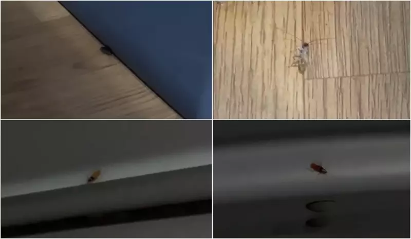 Infestação de baratas em van de Marília a SP: passageiros relatam situação insalubre