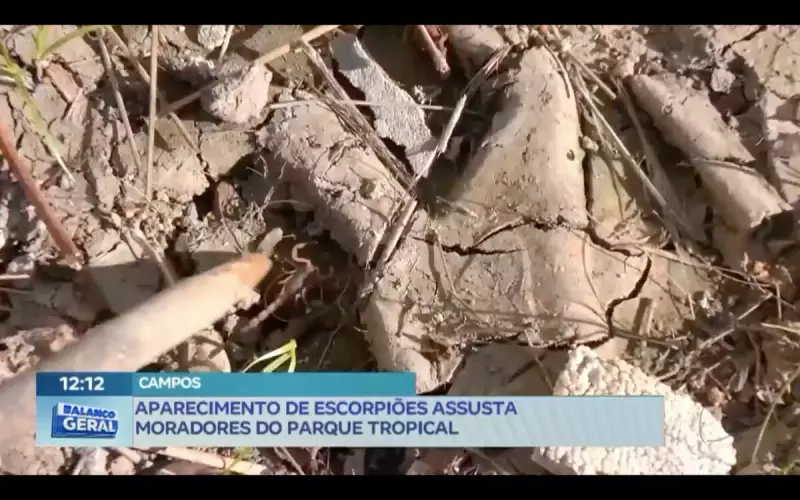 Infestação de escorpiões assusta moradores do bairro Parque Tropical no RJ: saiba como se proteger