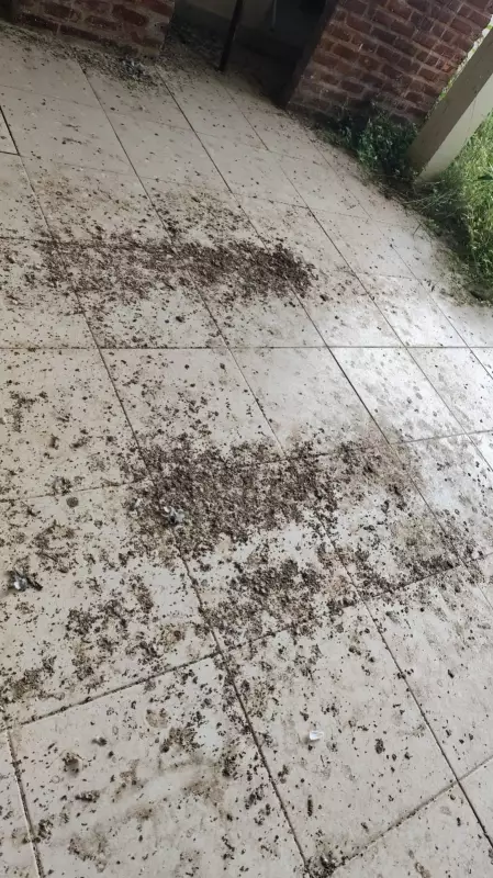 Infestação de pombos torna prédio do 3º Conselho Tutelar de Rio Branco insalubre, aponta relatório