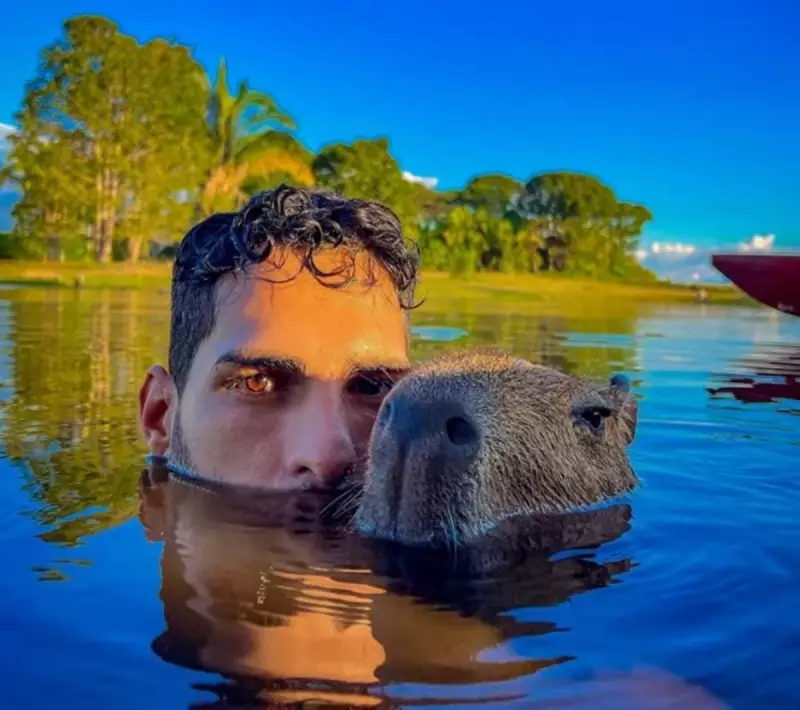 Influencer da capivara Filo ganha seguidores e contrato com Bet: saiba como o animal conquistou a internet!