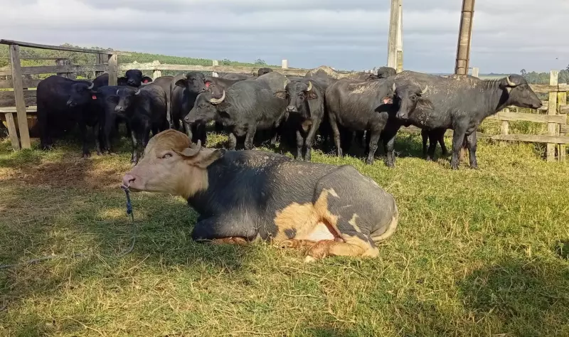 Interior de SP tem quase um búfalo para cada dois habitantes: entenda o fenômeno