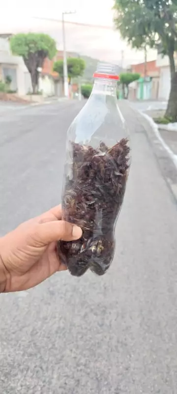 Invasão de tanajuras assusta moradores do Agreste de PE: 'Nunca vi isso na minha vida'