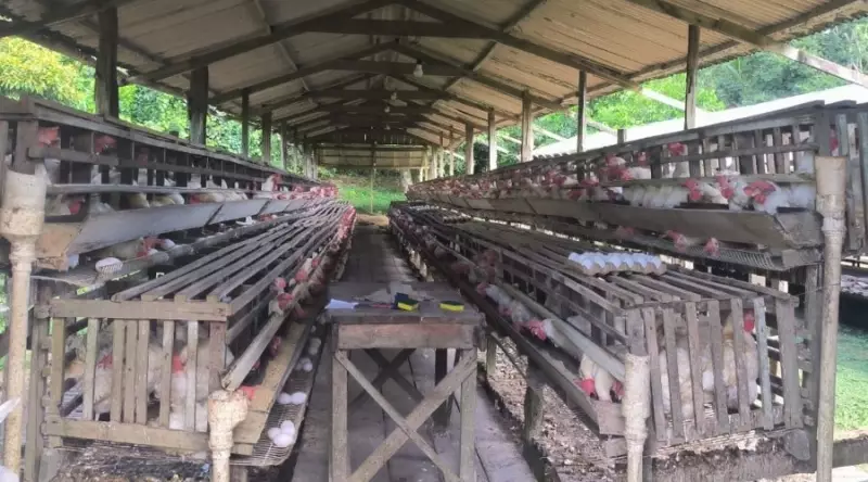 IPAAM notifica granjas em Iranduba e Manacapuru para regularização ambiental no Amazonas