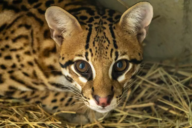 Jaguatirica resgatada de queimadas em MT não se readapta à natureza e vai para zoológico em SP