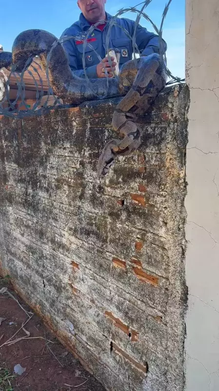 Jiboia presa em serpentina de muro é resgatada por bombeiros em Presidente Venceslau