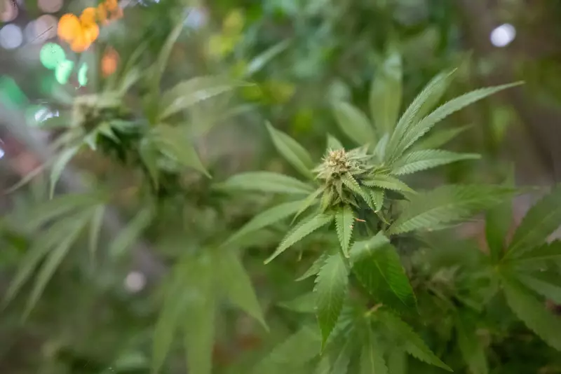 Justiça nega pedido de farmácia para vender produtos à base de maconha em Palmas