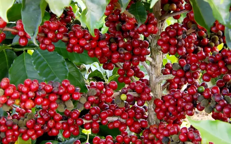 Ladrões aproveitam alta do café e roubam grãos diretamente das lavouras em Minas Gerais