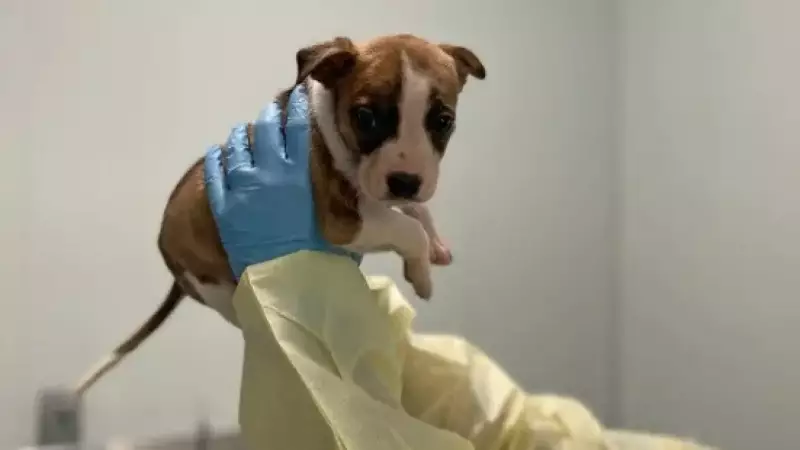 Laudo comprova: filhote de Pitbull não foi responsável pela morte de bebê nos EUA