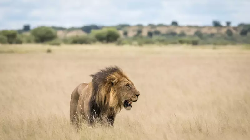 Leão ataca e mata turista em acampamento de luxo na Namíbia: tragédia choca