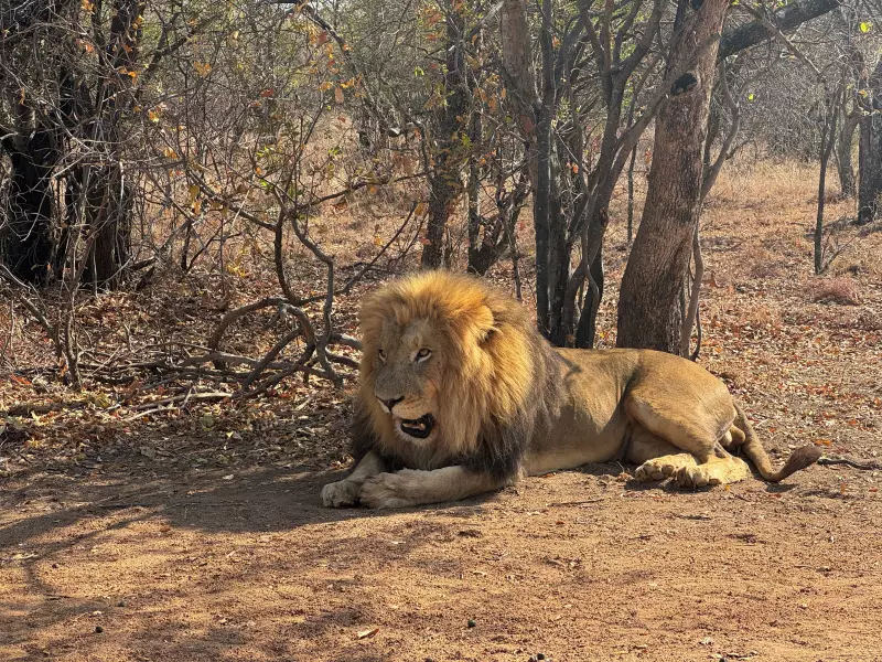 Leão mata homem em alojamento de safari na Namíbia: tragédia em meio à natureza selvagem