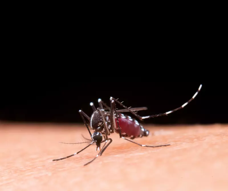 Limeira registra primeira morte por dengue em 2025: saiba como se proteger