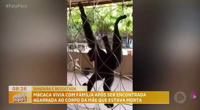Macaca-aranha deixa família após sete anos e segue para centro especializado em Monte Alegre (PA)