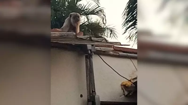 Macaco bugio é flagrado em telhado de residência em Araçatuba; veja o vídeo!