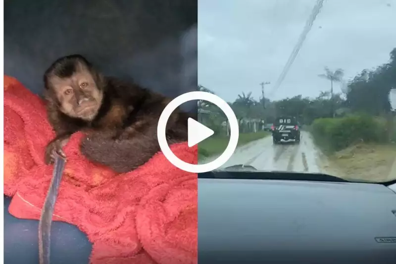 Macaco-prego resgatado em SC após dono apresentar documentos falsos de posse