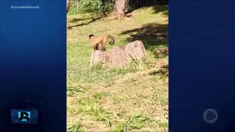 Macacos atacam visitantes em parque de Goiás: Ibama proíbe remoção dos animais