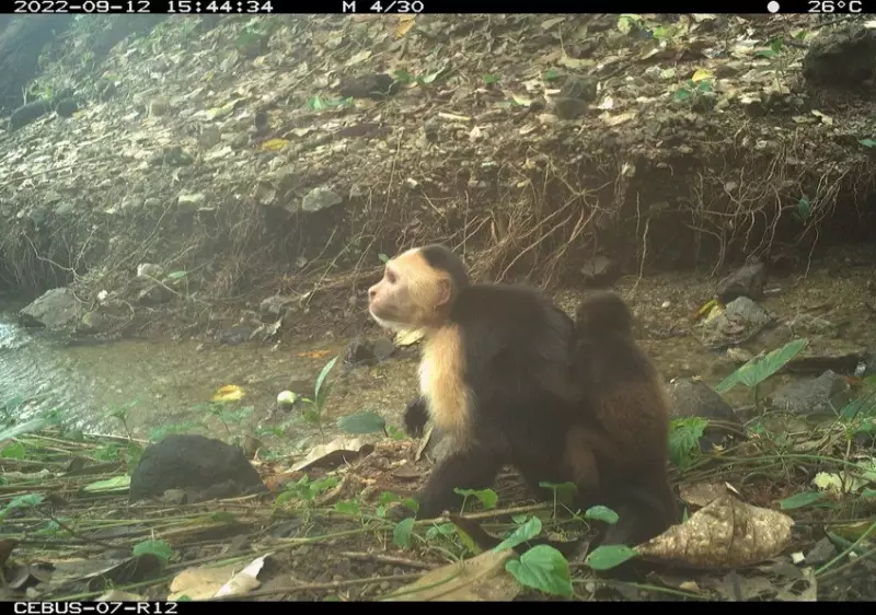 Macacos-prego sequestram filhotes de bugios por tédio: comportamento espelhado em influenciador
