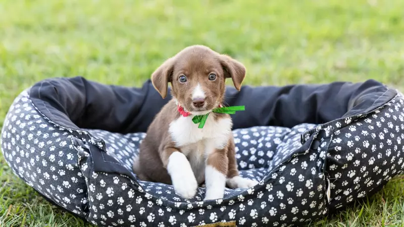 Maceió promove ação para emissão de RG animal: saiba como participar
