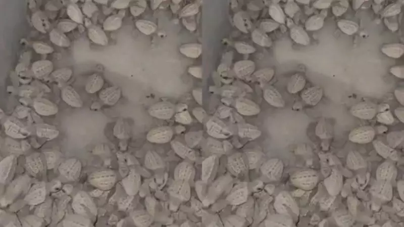 Mais de 100 filhotes de tartarugas são resgatados em praia de Salvador