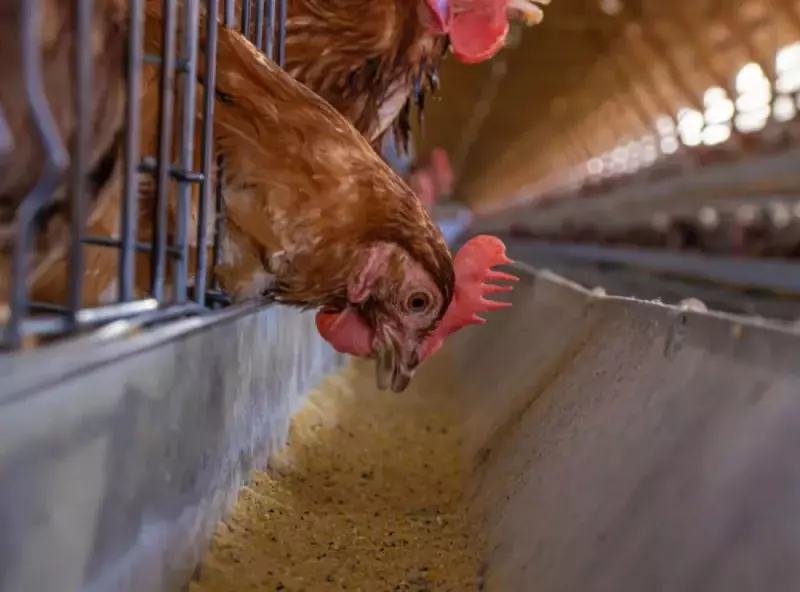 Mais de 60 países suspendem importação de carne de frango do Brasil: entenda o impacto