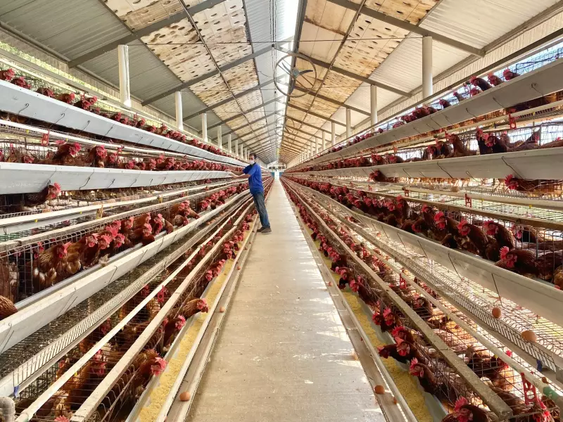 Mais três países bloqueiam importação de frango brasileiro: veja a lista completa